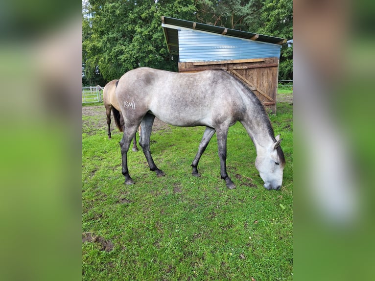 Lusitanohäst Sto 3 år 160 cm Gråskimmel in Halle/ Westfalen