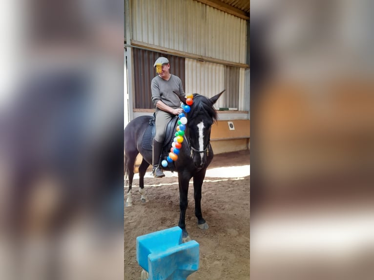 Lusitanohäst Valack 10 år 162 cm Mörkbrun in Pleinfeld