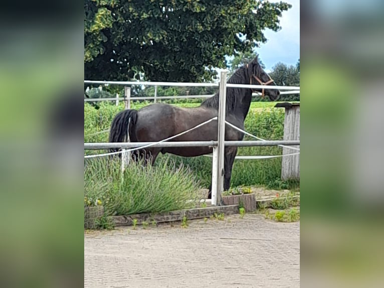 Lusitanohäst Valack 10 år 162 cm Mörkbrun in Pleinfeld