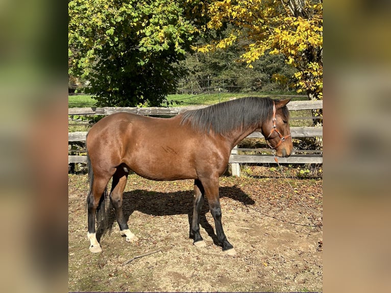 Lusitanohäst Valack 3 år 162 cm Brun in Dischingen