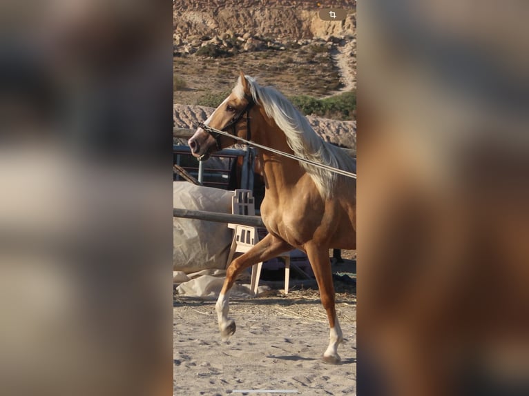 Lusitanohäst Blandning Valack 3 år in Küssaberg