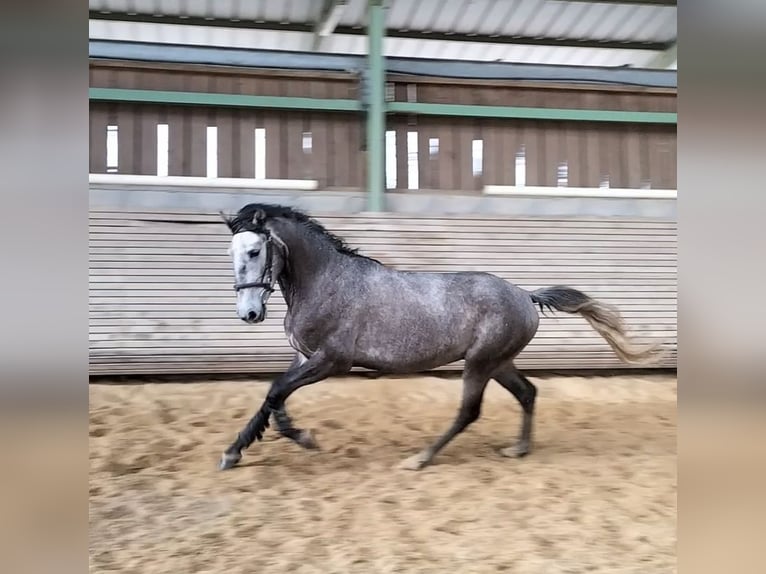 Lusitanohäst Valack 4 år 153 cm Grå in Nesmy