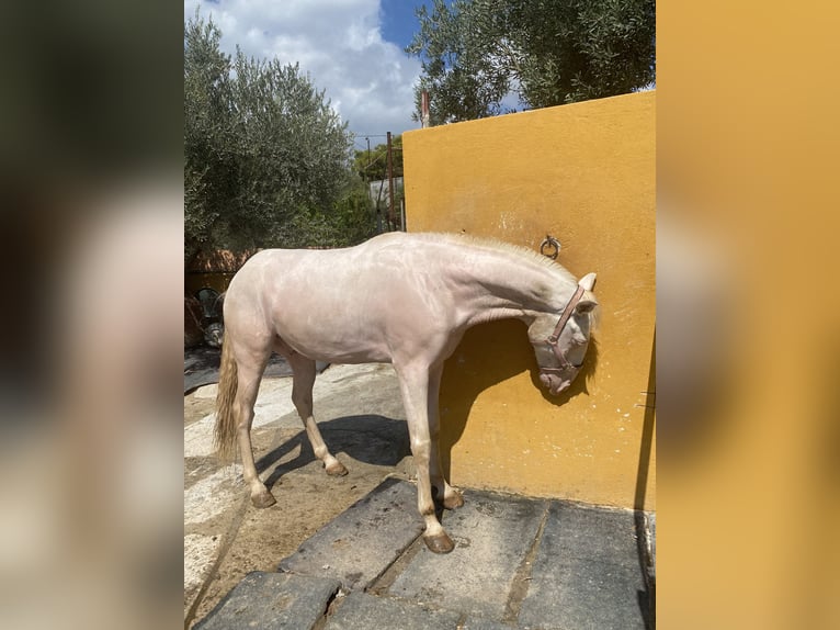 Lusitanohäst Valack 4 år 160 cm Cremello in Benidorm