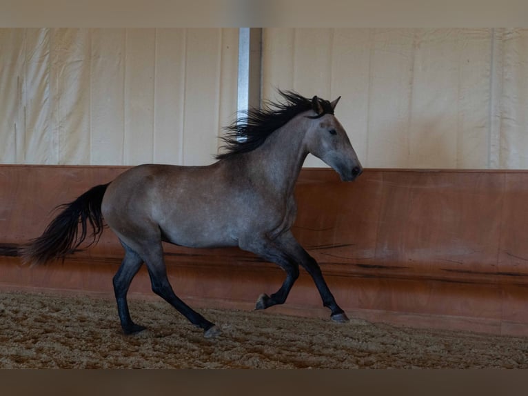 Lusitanohäst Valack 4 år 162 cm Grå-blå-brun in Montecorto, Provinz Malaga
