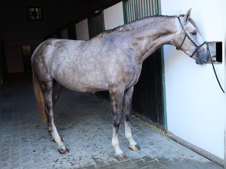 Lusitanohäst Valack 4 år 163 cm Grå-blå-brun in Ribamar