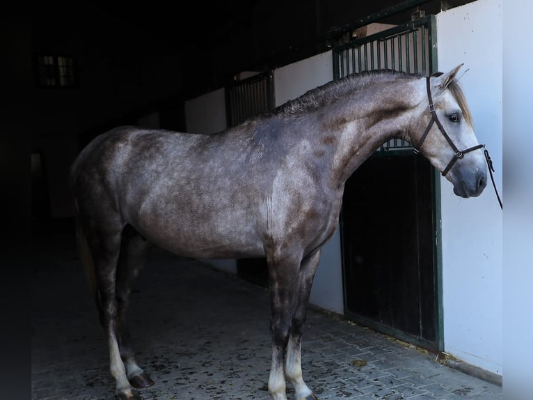 Lusitanohäst Valack 4 år 163 cm Grå-blå-brun in Ribamar