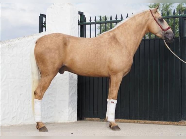 Lusitanohäst Valack 4 år 168 cm Palomino in Navalcan