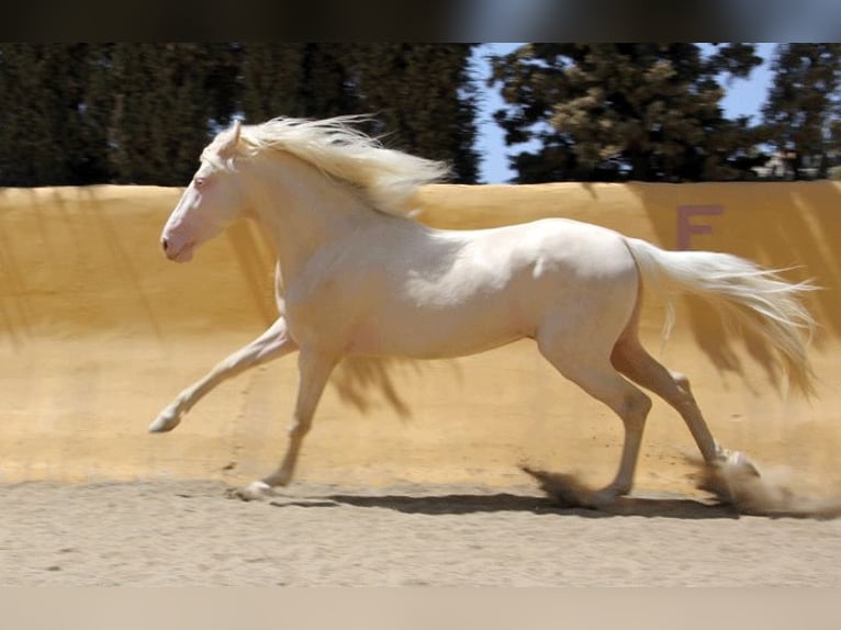 Lusitanohäst Blandning Valack 5 år 150 cm Perlino in Mijas