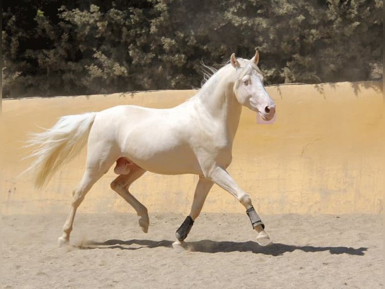 Lusitanohäst Blandning Valack 5 år 150 cm Perlino in Mijas