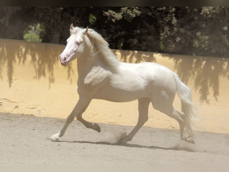 Lusitanohäst Blandning Valack 5 år 150 cm Perlino in Mijas