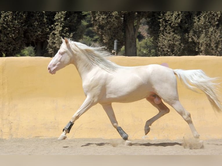 Lusitanohäst Blandning Valack 5 år 150 cm Perlino in Mijas