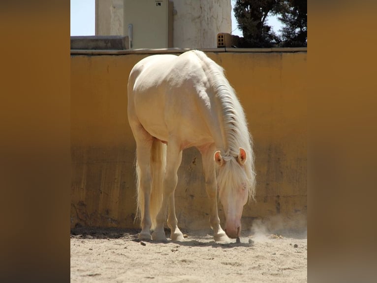 Lusitanohäst Blandning Valack 5 år 150 cm Perlino in Mijas