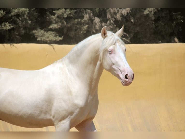 Lusitanohäst Blandning Valack 5 år 150 cm Perlino in Mijas