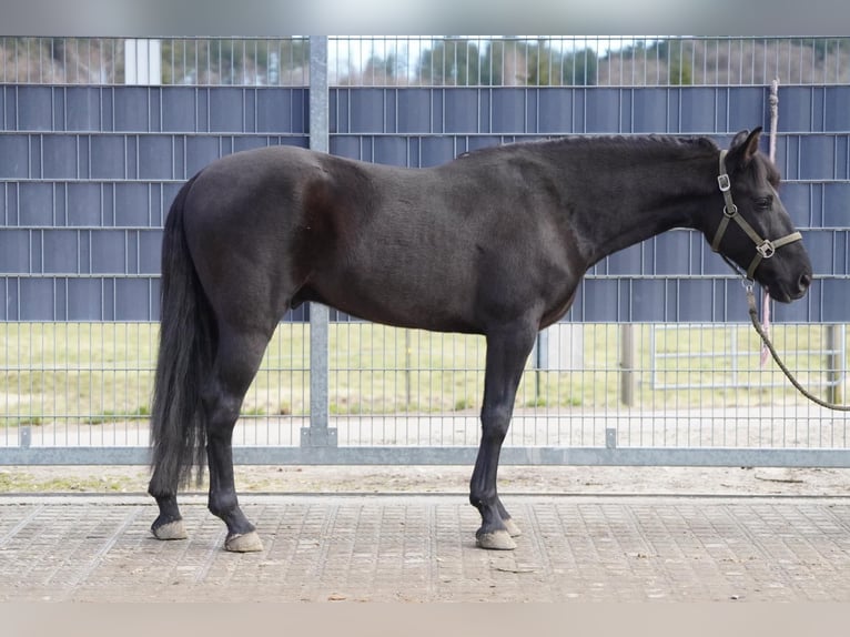 Lusitanohäst Valack 5 år 150 cm Svart in Krumbach