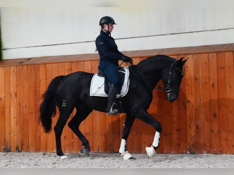 Lusitanohäst Valack 5 år 160 cm Svart in Heuvelland