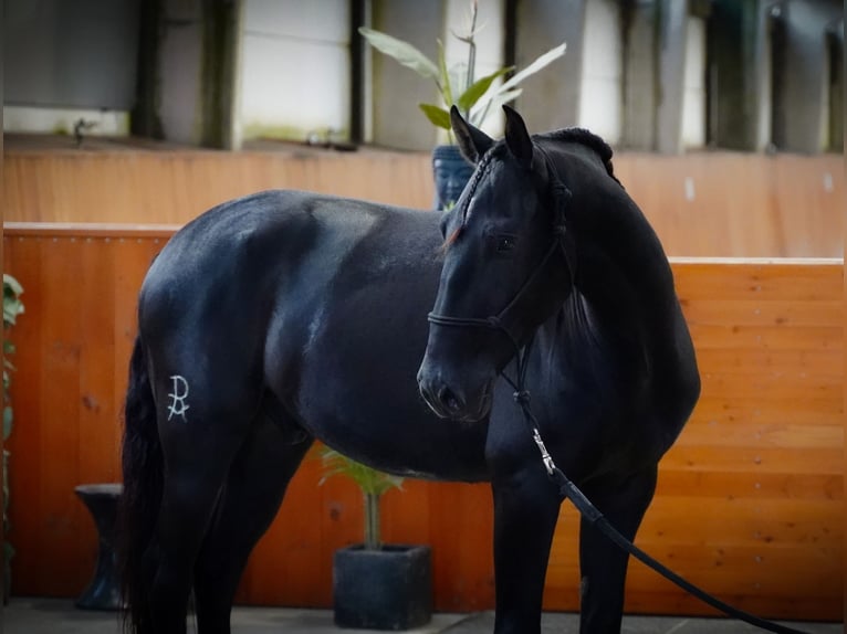 Lusitanohäst Valack 5 år 160 cm Svart in Heuvelland