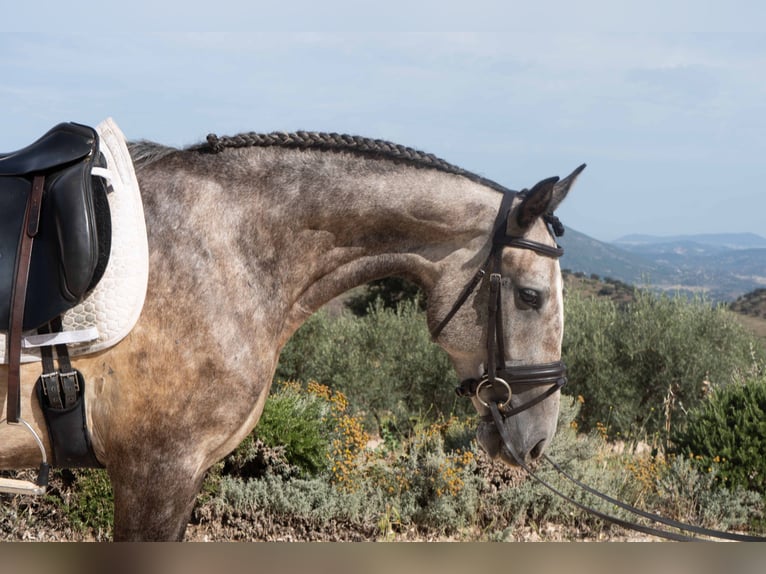 Lusitanohäst Valack 5 år 163 cm Gråskimmel in Montecorto, Provinz Malaga