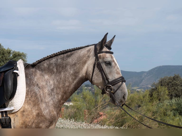 Lusitanohäst Valack 5 år 163 cm Gråskimmel in Montecorto, Provinz Malaga