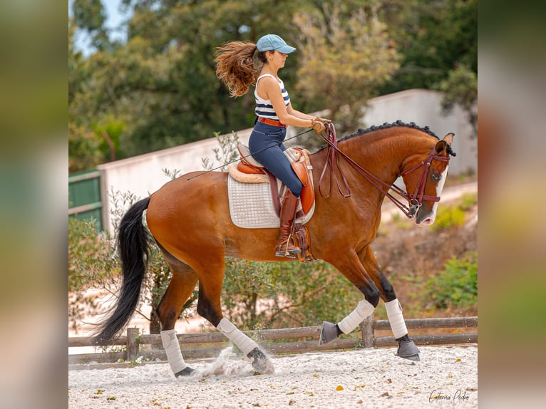 Lusitanohäst Valack 5 år 168 cm Brun in Sintra