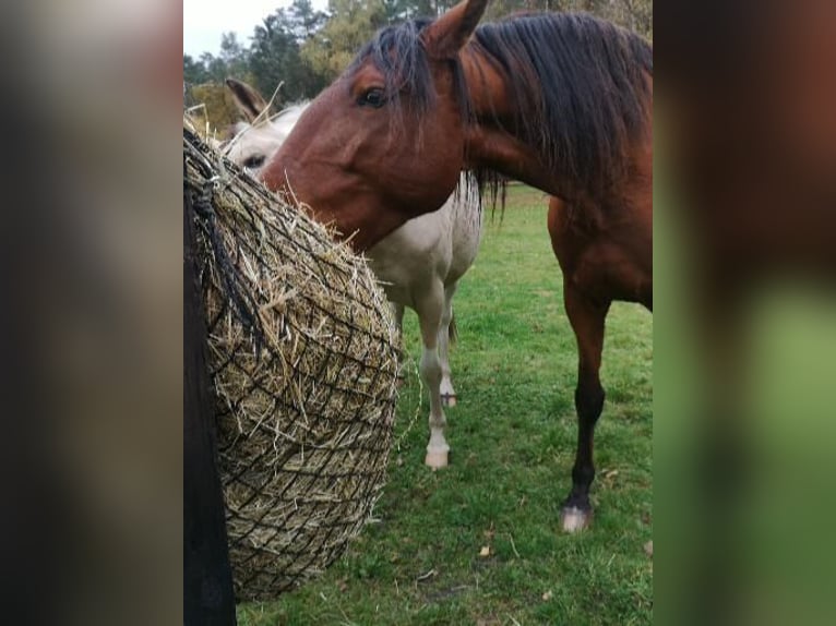 Lusitanohäst Valack 5 år 169 cm Brun in Sassenburg