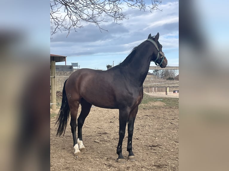 Lusitanohäst Valack 6 år 168 cm Brun in Gex