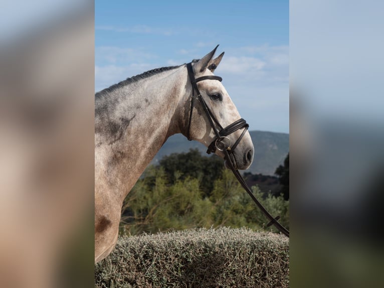 Lusitanohäst Valack 6 år 168 cm Gråskimmel in Montecorto, Provinz Malaga