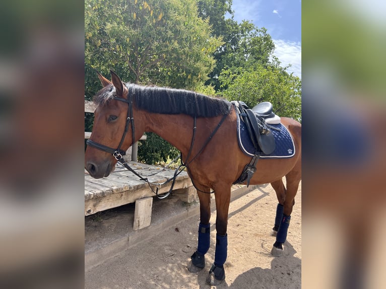 Lusitanohäst Blandning Valack 8 år 160 cm Brun in Reus