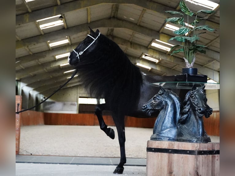 Lusitanohäst Valack 8 år 166 cm Svart in HEUVELLAND
