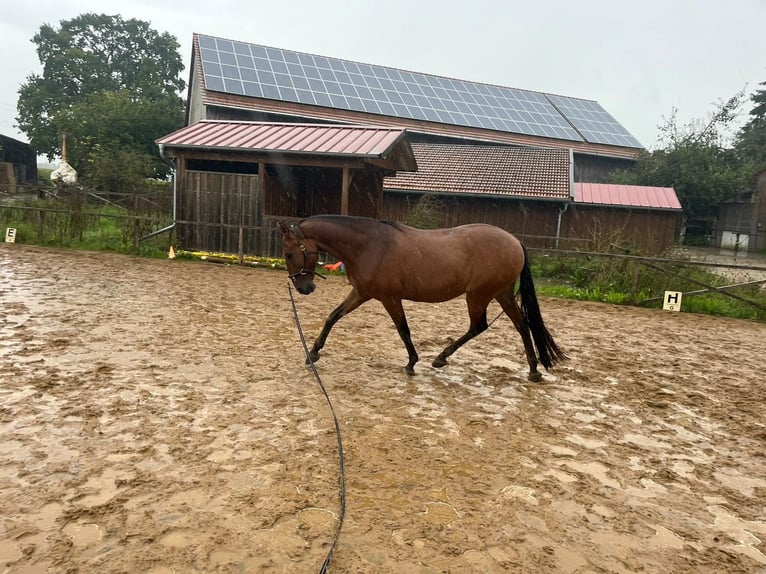 Lusitanohäst Valack 9 år 155 cm Brun in Oberding