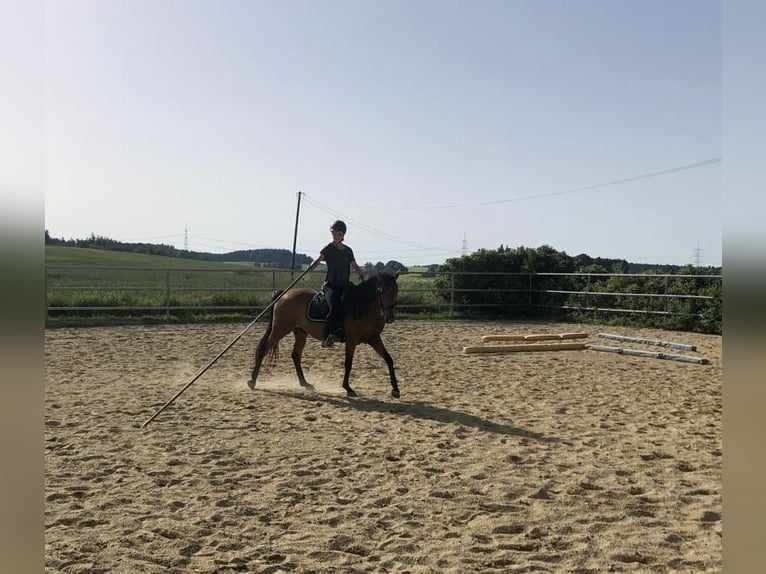 Lusitanohäst Valack 9 år 155 cm Brun in Oberding