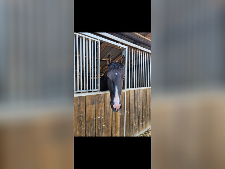 Lusitanohäst Blandning Valack 9 år 155 cm in Weiterswiller