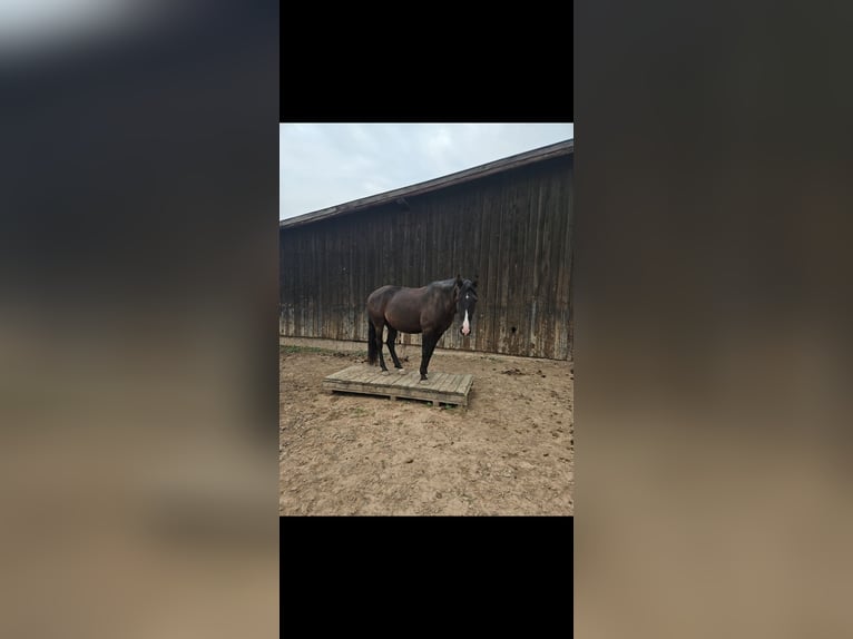 Lusitanohäst Blandning Valack 9 år 155 cm in Weiterswiller