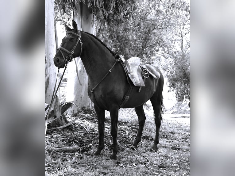 Lusitanohäst Valack 9 år 161 cm Mörkbrun in Ribamar