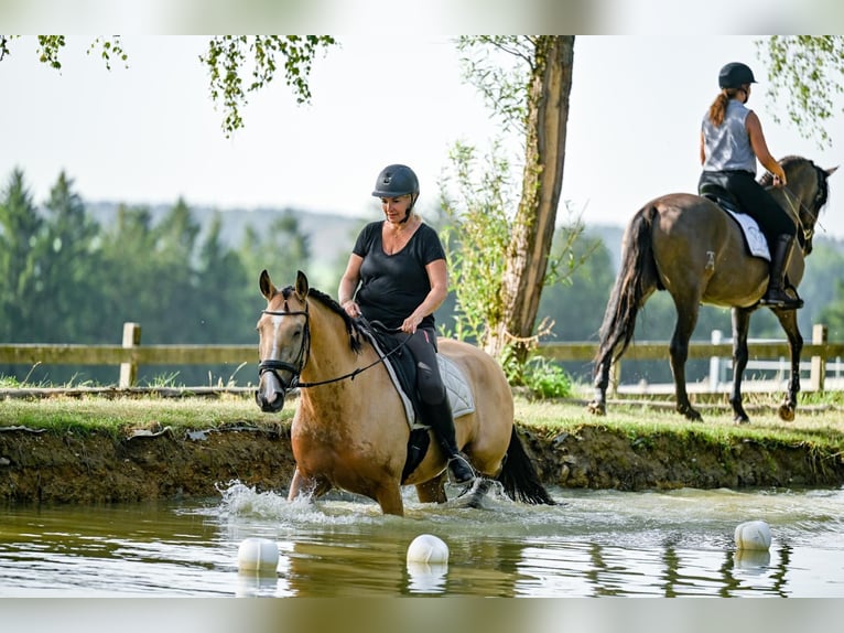 Lusitanohäst Valack 9 år 168 cm Gulbrun in Gräfelfing