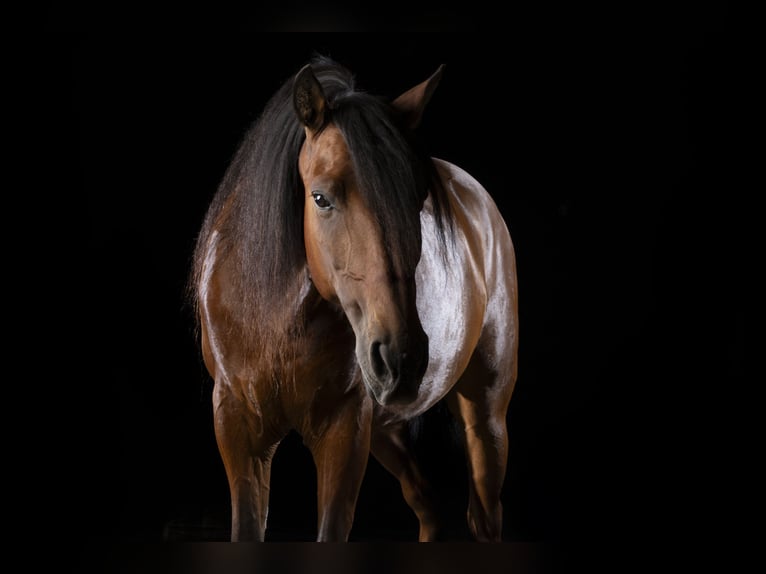 Lusitanos Caballo castrado 10 años 153 cm Castaño in Lohmar