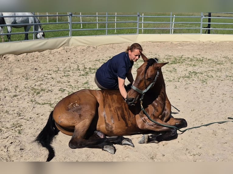Lusitanos Caballo castrado 10 años 153 cm Castaño in Lohmar
