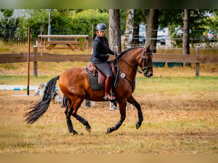 Lusitanos Caballo castrado 10 años 153 cm Castaño in Lohmar