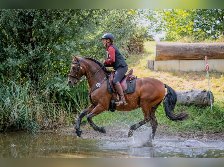Lusitanos Caballo castrado 10 años 153 cm Castaño in Lohmar