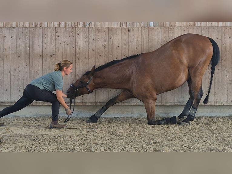 Lusitanos Caballo castrado 10 años 153 cm Castaño in Lohmar