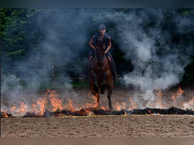 Lusitanos Caballo castrado 10 años 153 cm Castaño in Lohmar