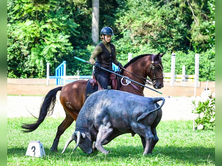 Lusitanos Caballo castrado 10 años 153 cm Castaño in Lohmar