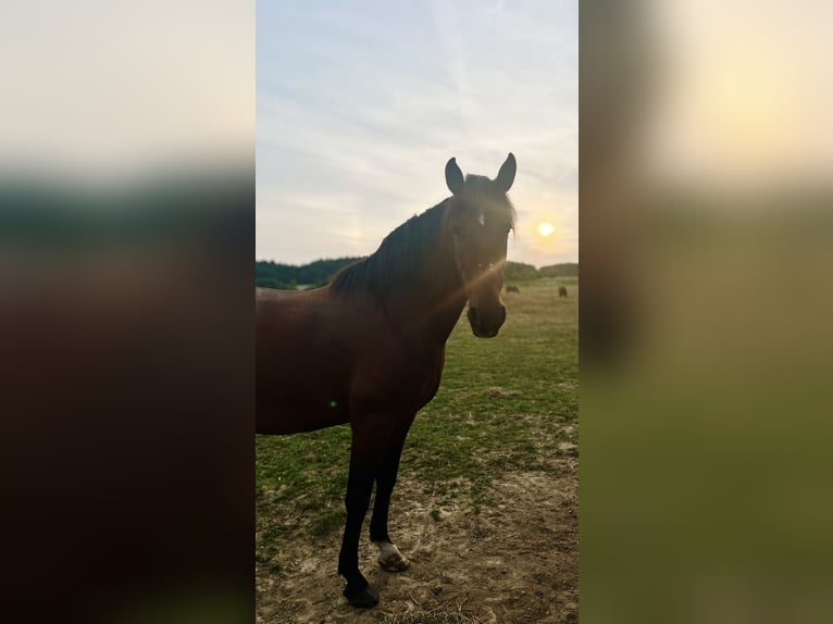 Lusitanos Caballo castrado 10 años 154 cm Castaño in Wachtberg