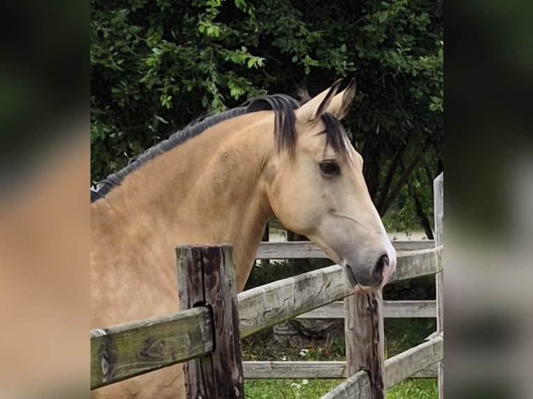 Lusitanos Mestizo Caballo castrado 10 años 155 cm Buckskin/Bayo in Wegberg