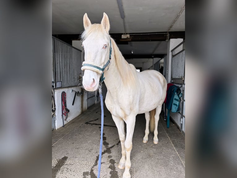 Lusitanos Caballo castrado 10 años 155 cm in Adlkofen