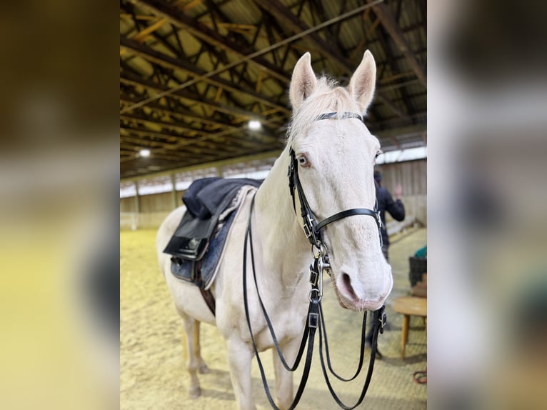 Lusitanos Caballo castrado 10 años 155 cm in Adlkofen