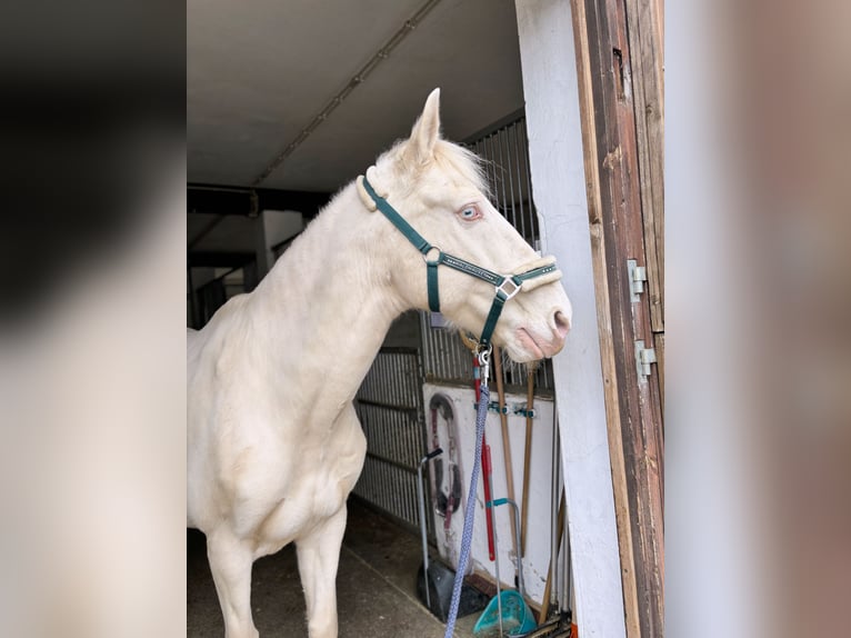 Lusitanos Caballo castrado 10 años 155 cm in Adlkofen