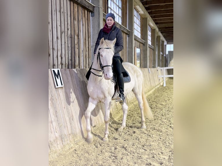 Lusitanos Caballo castrado 10 años 155 cm in Adlkofen