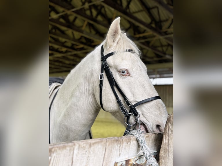 Lusitanos Caballo castrado 10 años 155 cm in Adlkofen