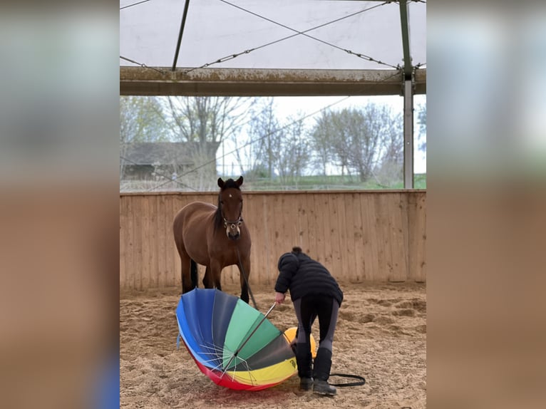 Lusitanos Caballo castrado 10 años 155 cm Castaño in Oberding