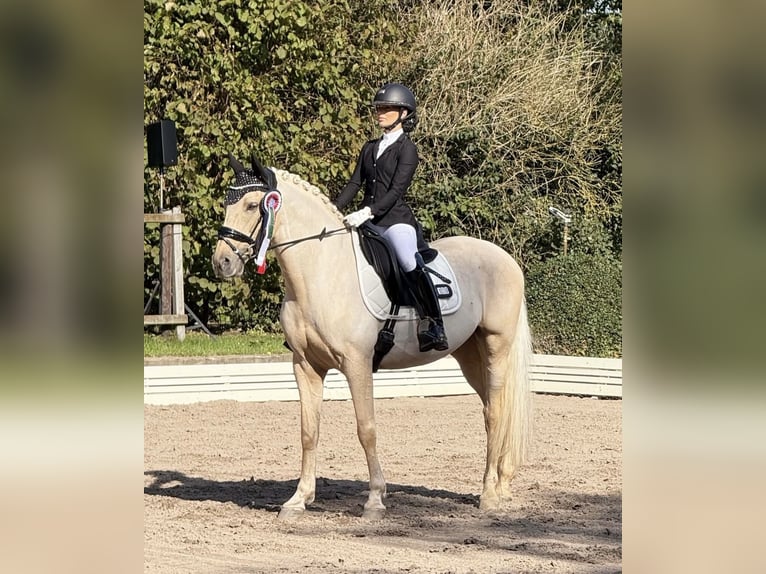 Lusitanos Caballo castrado 10 años 155 cm Palomino in Appen